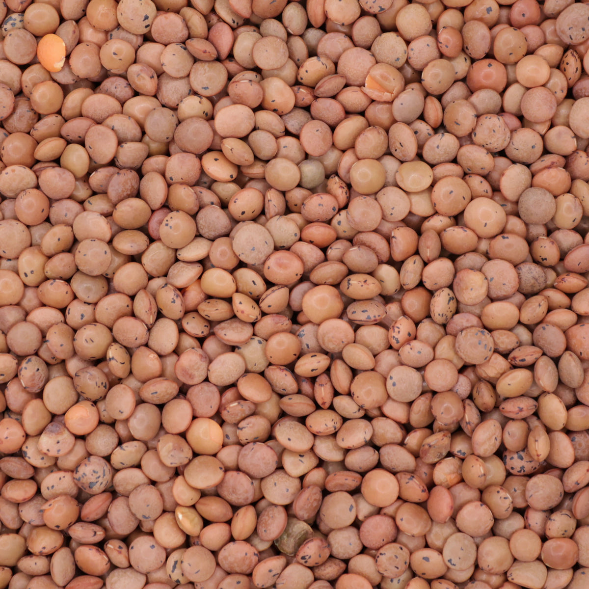 Braune Linsen Bio