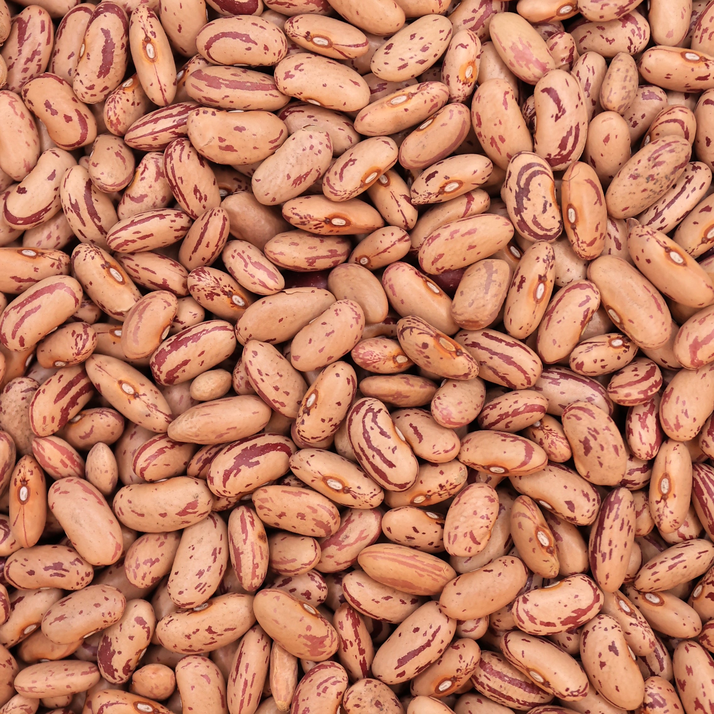 Borlotti Beans