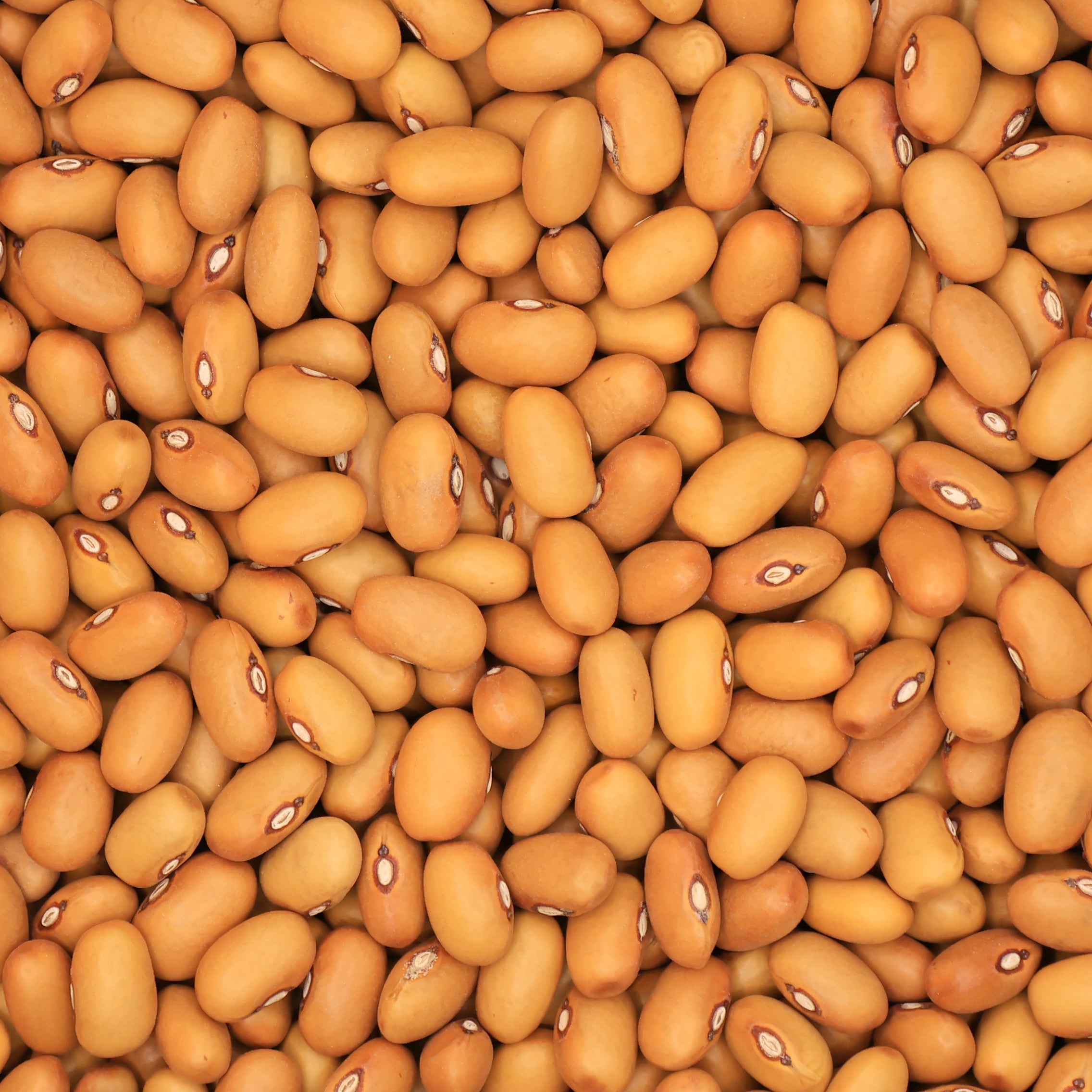 Brown Beans