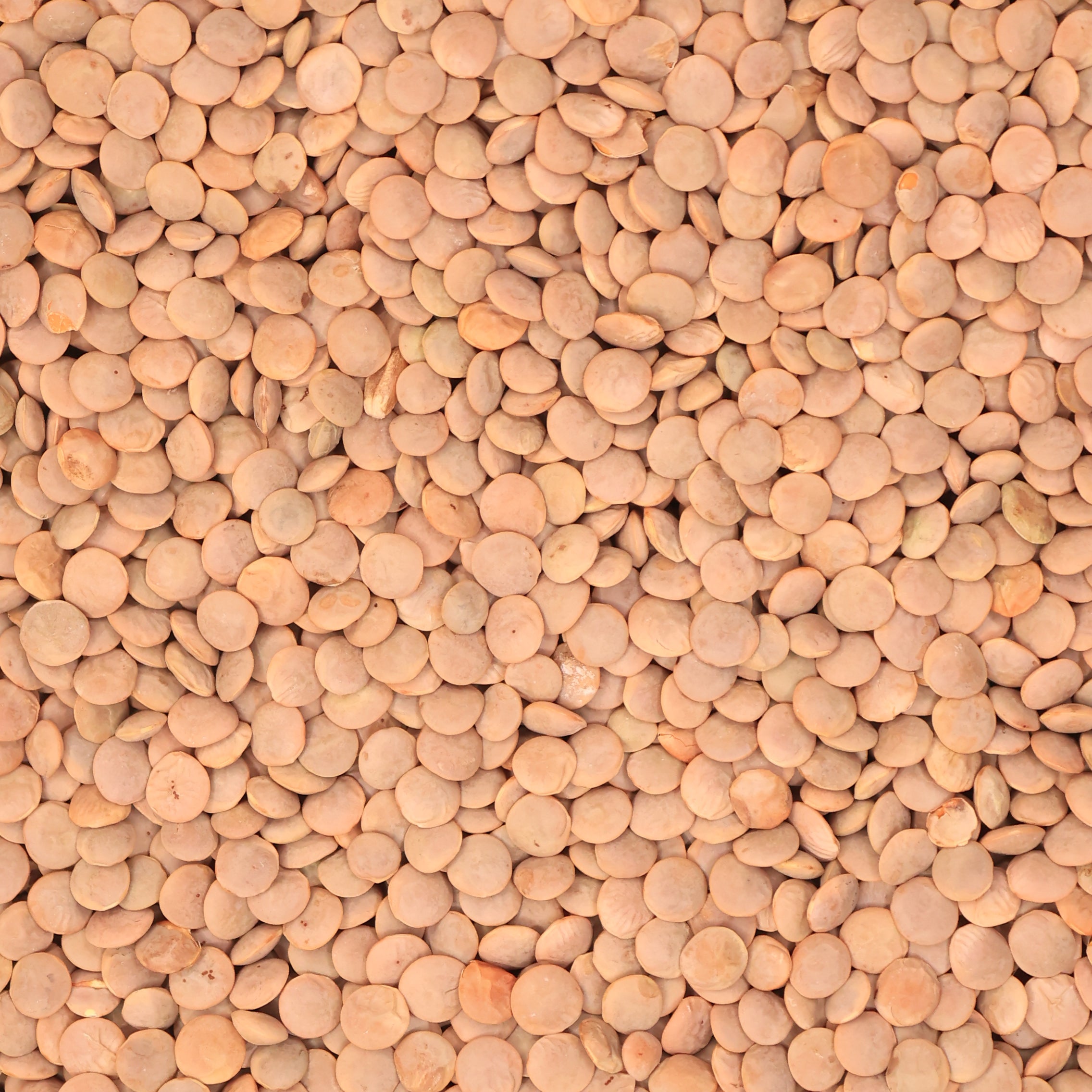 Brown Lentils