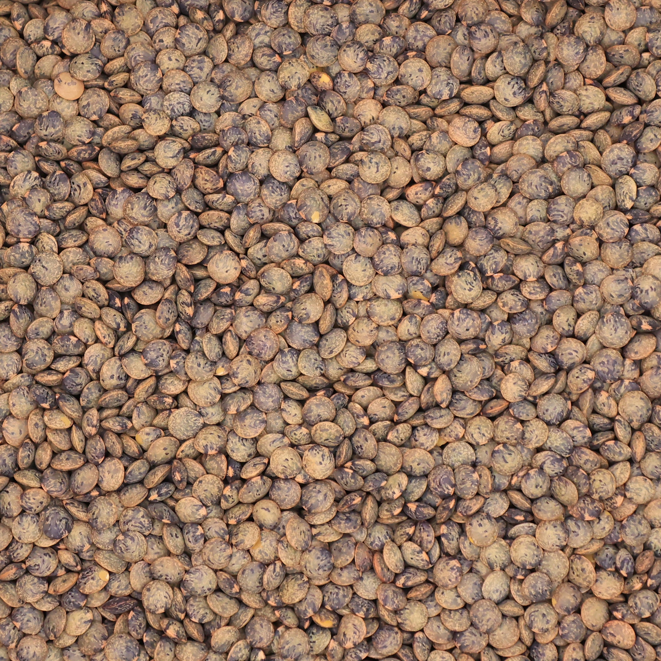 French Mountain Lentils