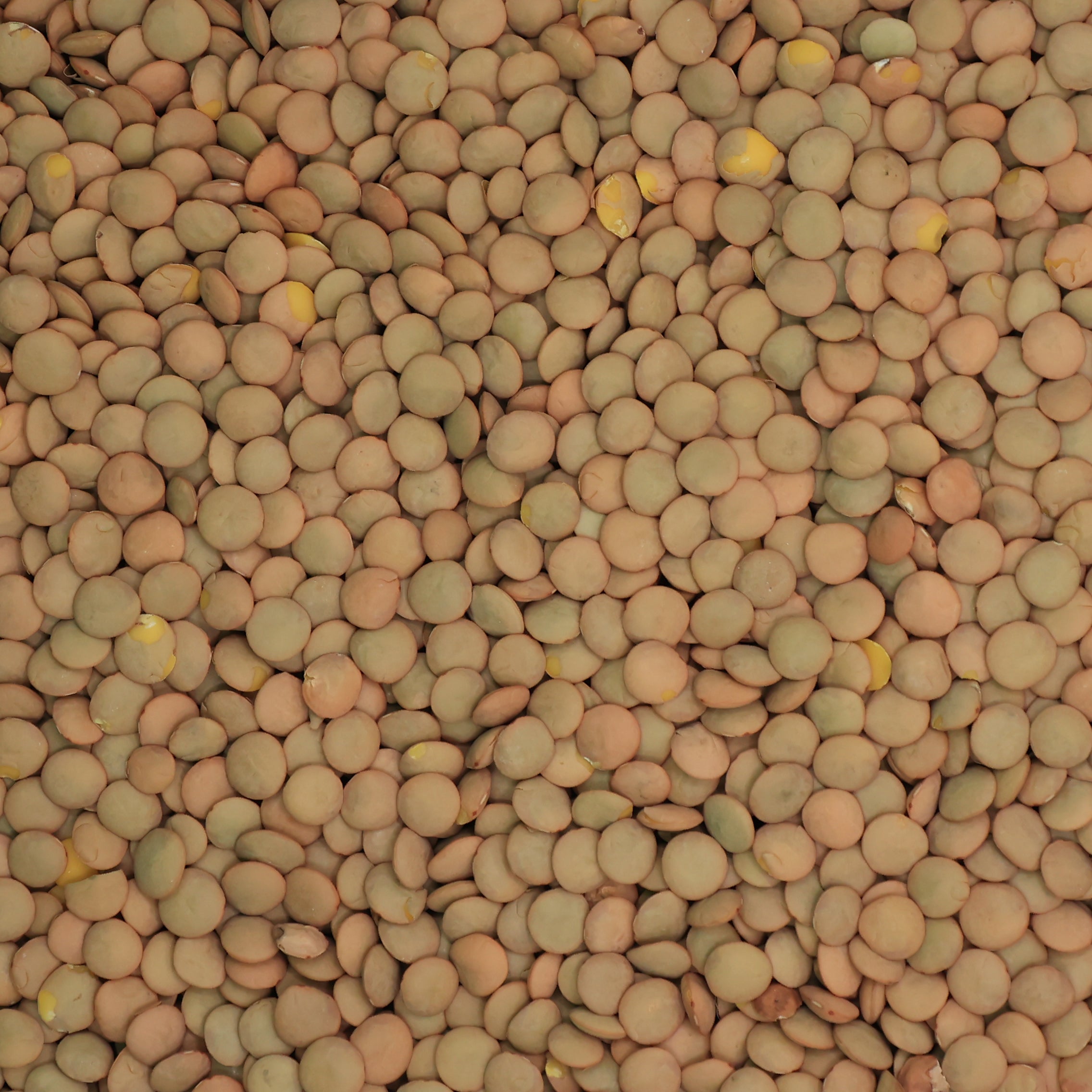 Green Lentils