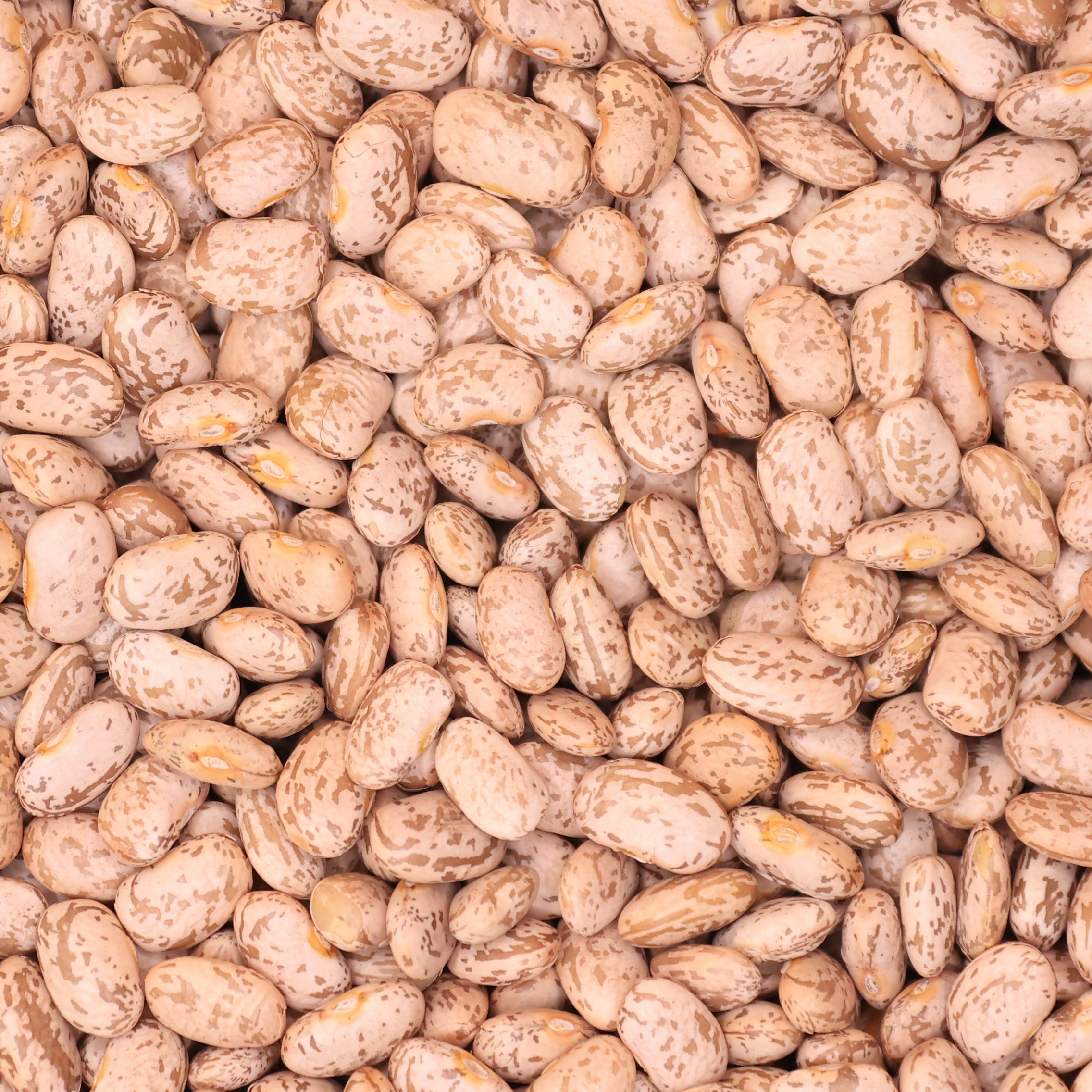 Pinto Beans