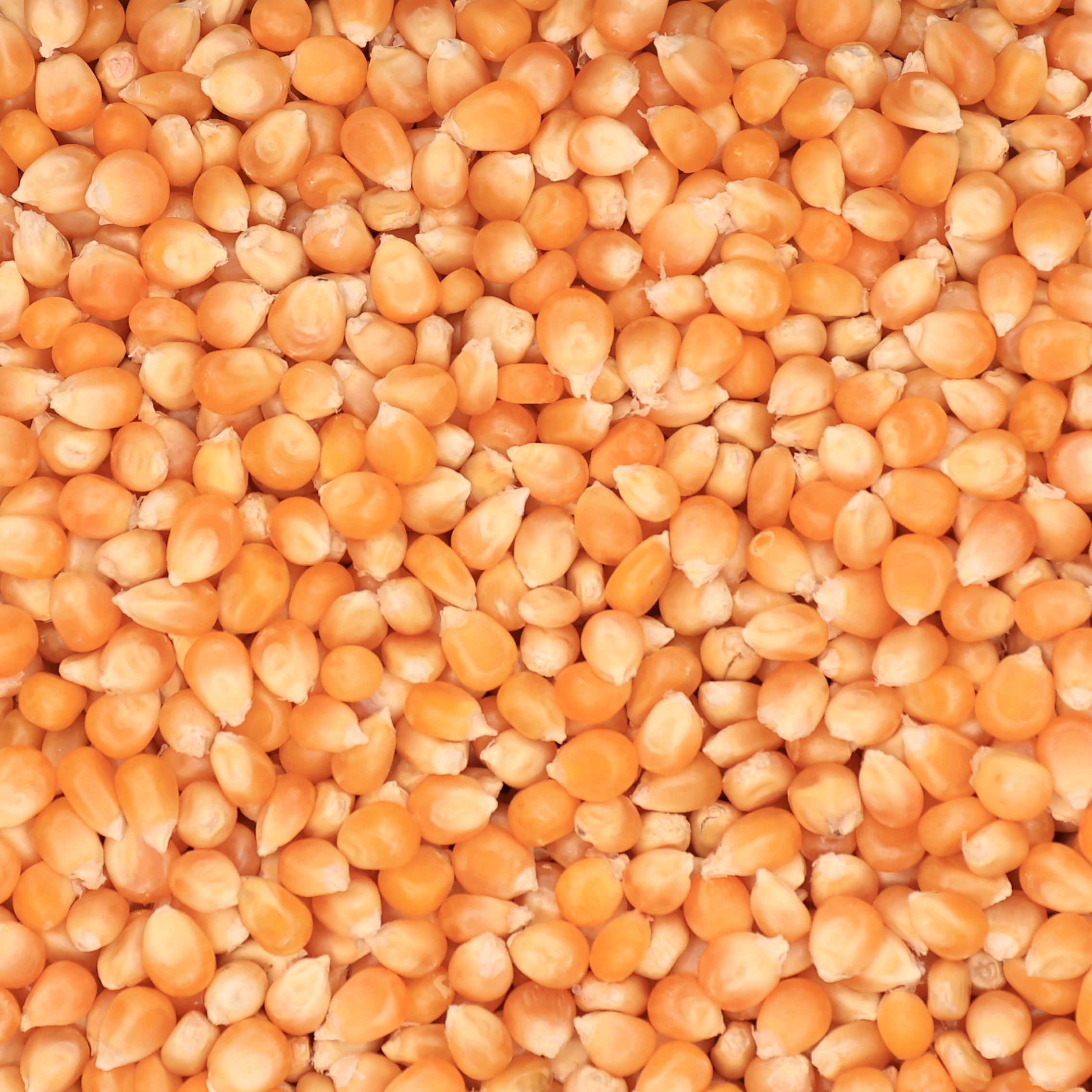 Popcorn Corn