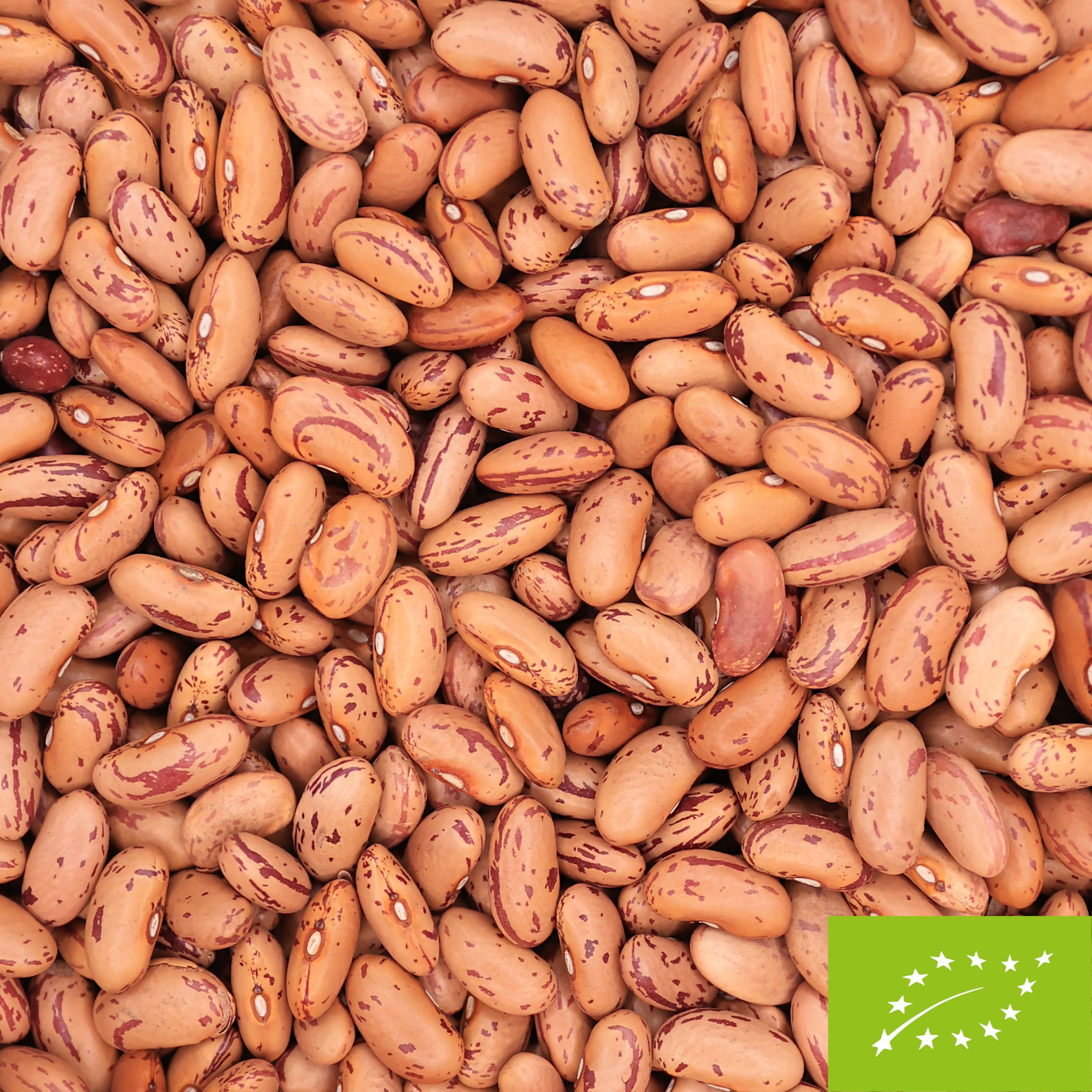 Organic Borlotti Beans