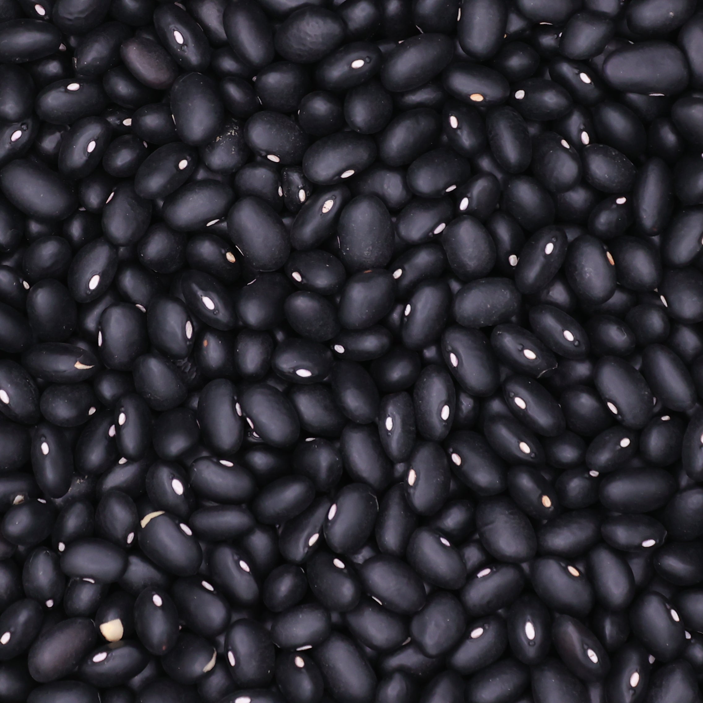 Black Beans