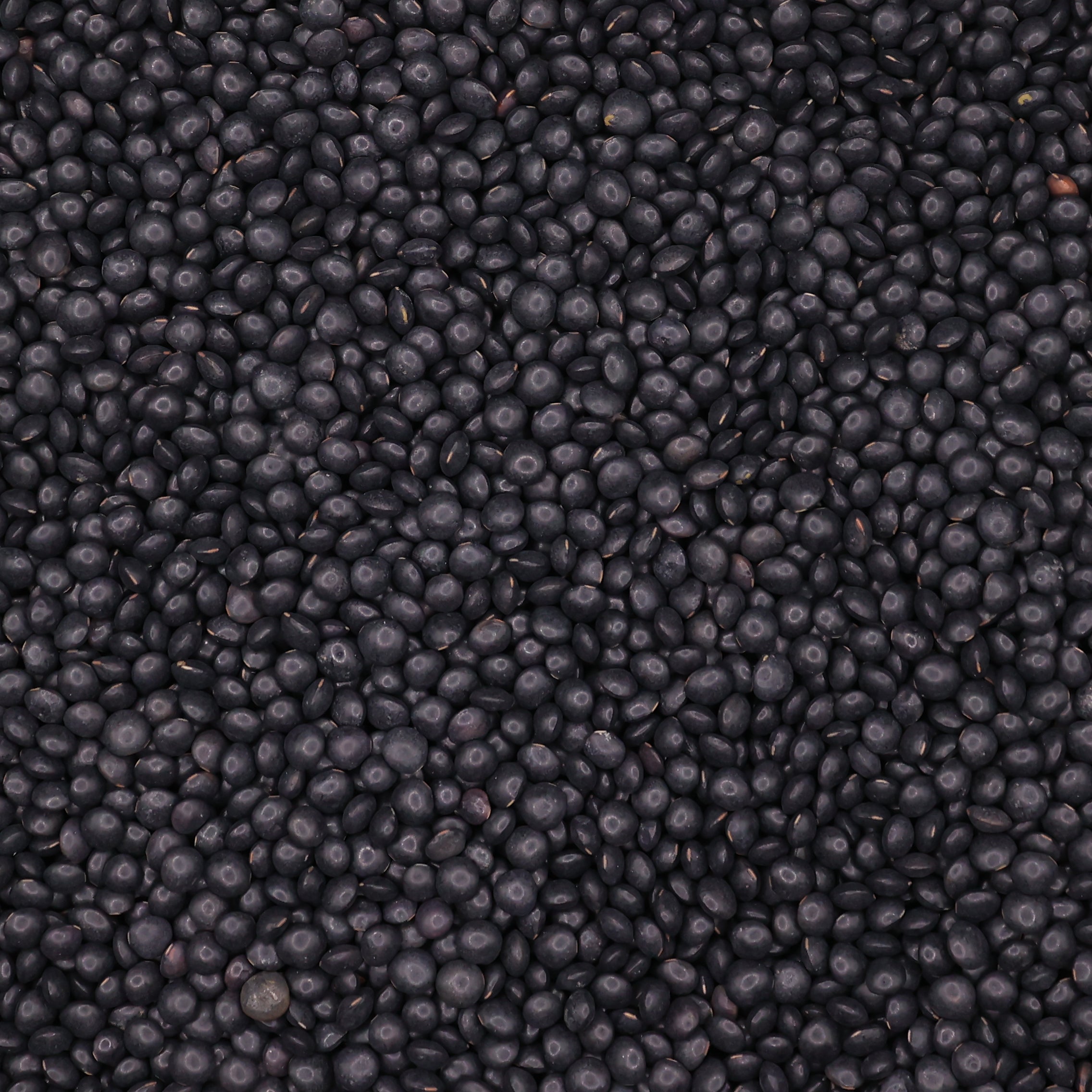 Black Beluga Lentils